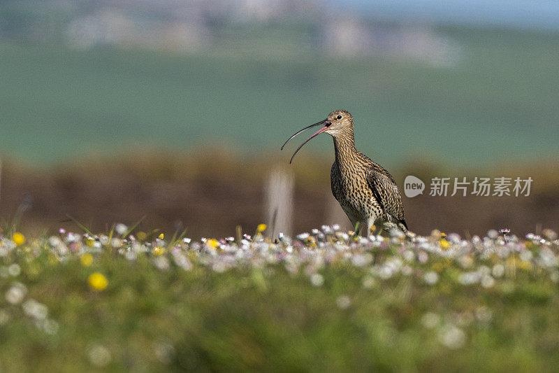 Curlew (Numenius arquata)在田野中呼唤